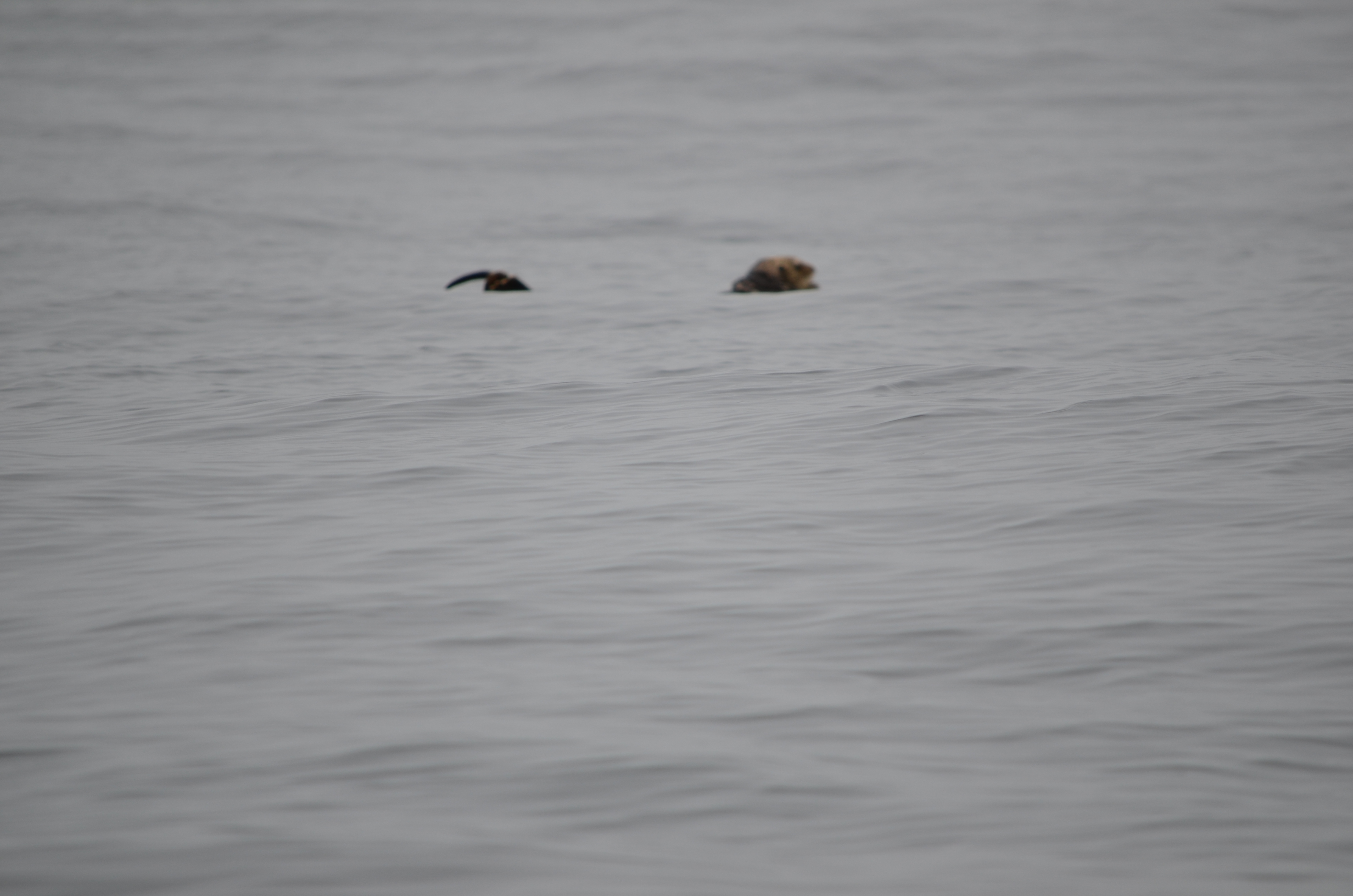 photos/wildlife/Mammal_Species/Sea Otter/DSC_0370.JPG